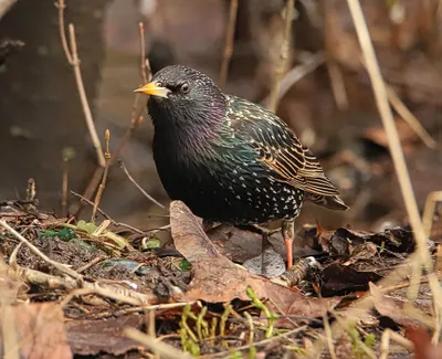 Скворец. Весенняя песня скворца. ( Sturnus vulgaris ) - YouTube