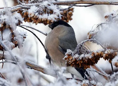 Обыкновенный снегирь | Животный мир и природа Красноярского края
