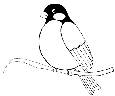 Птица похожа на снегиря - картинки и фото poknok.art