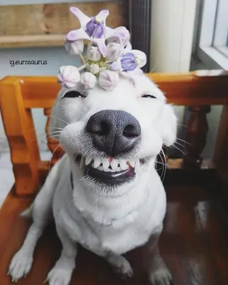 Собака-улыбака | Пикабу