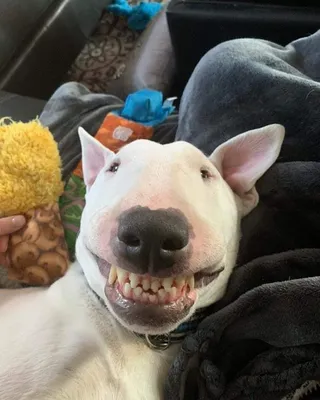 Собака улыбака» — создано в Шедевруме