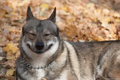 Японская \"собака-улыбака\" набрала 119 тысяч подписчиков в Instagram -  TOPNews.RU