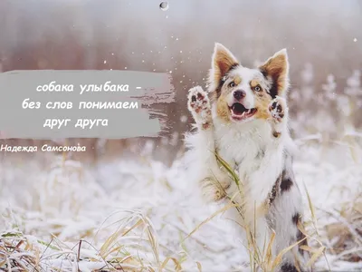 Собака-улыбака... :: Андрей Заломленков – Социальная сеть ФотоКто