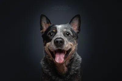 Лабрадор милый, собака-улыбака, мило…» — создано в Шедевруме