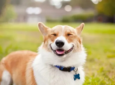 Мужские трусы 3D Собака - улыбака купить в интернет магазине | Цена 1025  руб | Интеллектуальный спорт