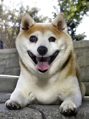 Собака-улыбака: шесть интересных фактов о породе корги | Pets2.me | Дзен