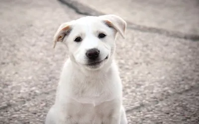 Собаки-улыбаки» помогут сделать вклад в благое дело