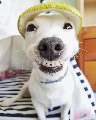 Собака- улыбака» — создано в Шедевруме