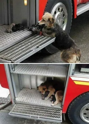 Картинка собака в огне фотографии