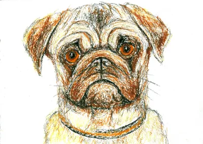 Собака рисунок» — создано в Шедевруме