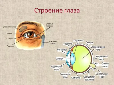 Картинка строение глаза человека фотографии