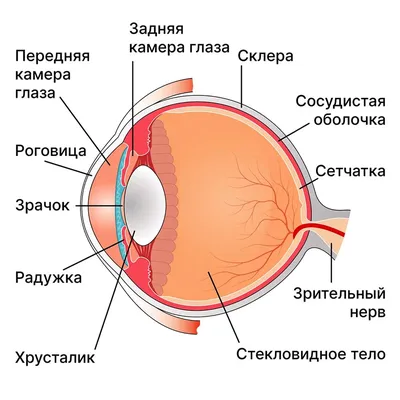 Строение и фукнции глаз человека - Optikus.by | Интернет-магазин Optikus.by