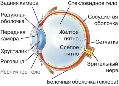 Как глаз на самом деле фокусирует изображение на сетчатке? Противоречия  теории Гельмгольца и непризнанные модели аккомодации | Наука наизнанку |  Дзен