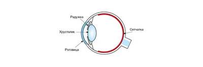 Строение глаза человека; Арт: Б511.1Б-4 — Компания 2Д3Д