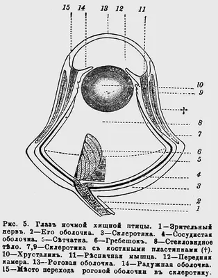 Анатомическая модель (макет) глаза YJ-GJ0013: описание, характеристики,  фото, отзывы