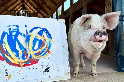 Милые мультяшные свиньи PNG , музыкальный клипарт, животное, животное  иллюстрация PNG рисунок для бесплатной загрузки