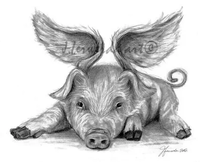 Свиньи | Пикабу