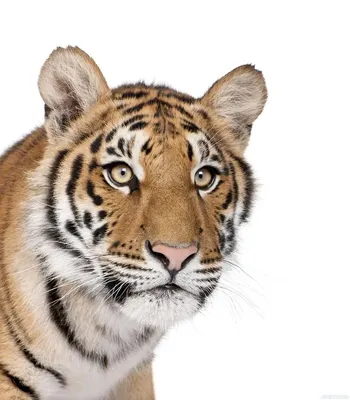 Картинка тигра на белом фоне