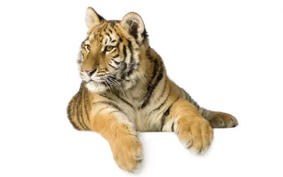 Нарисуйте красивого тигра на белом фоне. Векторная иллюстрация - Ozero -  российский фотосток