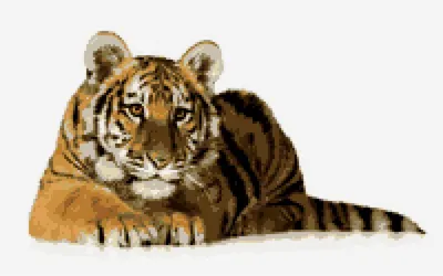 340 677 рез. по запросу «Белый тигр» — изображения, стоковые фотографии,  трехмерные объекты и векторная графика | Shutterstock