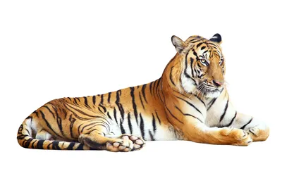 Фотообои Тигр на белом фоне на заказ любой размер, код:2459 | ЭкоПринт