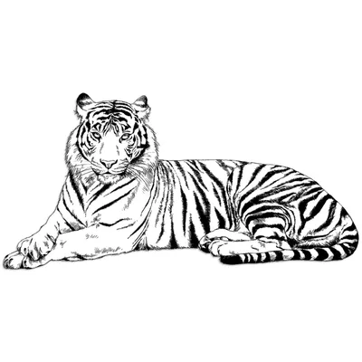 Animal Tiger HD Wallpaper