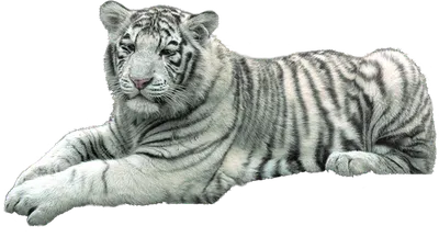 Тигр сидит стоковое фото ©lifeonwhite 10863302