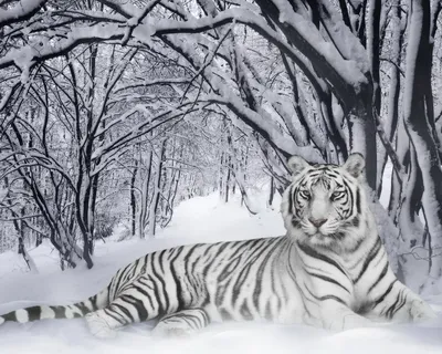 Белые индийские тигры Стоковые фотографии, картинки, все без лицензионных  отчислений - Envato Elements