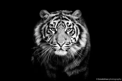 Портрет льва кубинка тигра куб на белом фоне Печатный художественный плакат  на холсте для гостиной украшение домашняя Настенная картина | AliExpress