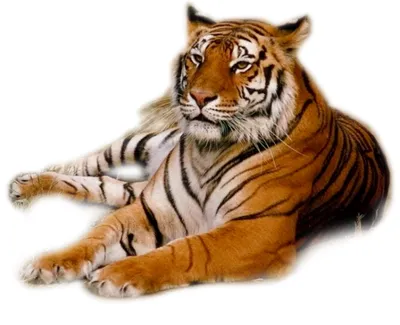 Обои флизелиновые детские Caselio Our Planet животные тигры золотистые на белом  фоне (ID#1373793627), цена: 1039.22 ₴, купить на Prom.ua