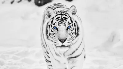 Черно-белый тигр. Голова тигра на чёрном фоне. Брутальный взгляд | Обои для  телефона