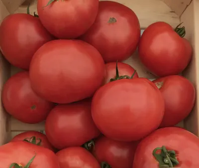 Томат Мохамед (комнатный). Купить семена экзотических томатов в  интернет-магазине с доставкой почтой.