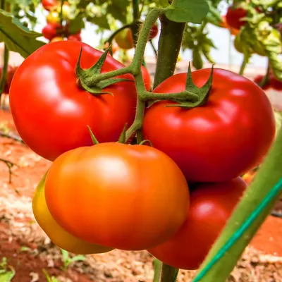 Купить семена томатов (помидоров) в интернет-магазине Semena.ru с  бесплатной доставкой почтой России
