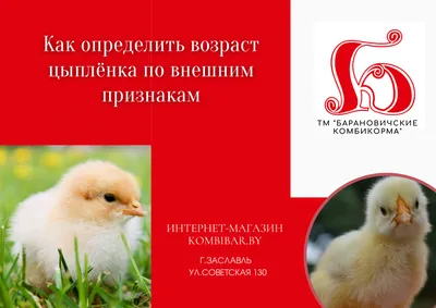 Тушка цыпленка-корнишон с бесплатной доставкой на дом из «ВкусВилл» |  Петрозаводск