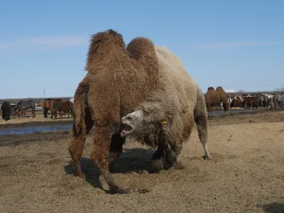 Портрет Черного Верблюда — стоковые фотографии и другие картинки Liwa  Desert - Liwa Desert, Абу-Даби, Аравия - iStock