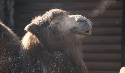 Изолированное Bactrianus Camelus верблюда Стоковое Изображение -  изображение насчитывающей ангстрома, перевозка: 124408209
