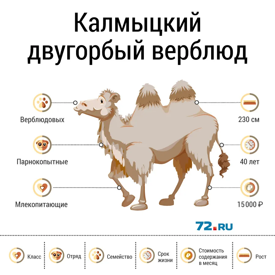 Купить Верблюда Цена Живого В Казахстане