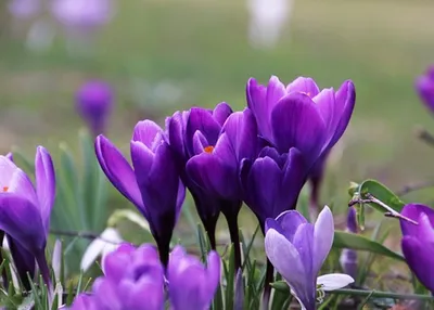 Первый день весны 1 марта - лучшие поздравления, картинки, видео | Стайлер