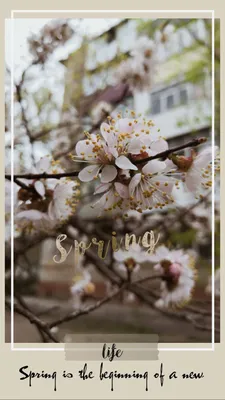 25 необычных картинок «С Первым днем весны!» – Блог Canva