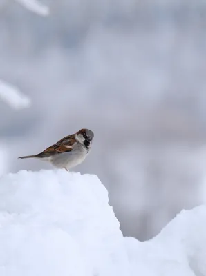 Воробей на снегу зимой стоковое фото. изображение насчитывающей снежок -  166541824