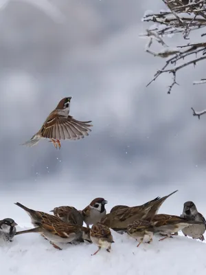 Воробей — конкурс \"Птицы зимой\" — Фотоконкурс.ру