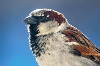 Как зимует воробей: 8 интересных фактов о небольшой, но храброй птице |  Приключения натуралиста | Дзен