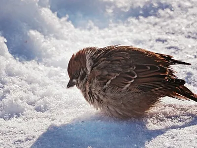 Птица воробей — Фото, описание