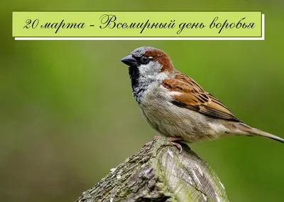 Домовый воробей: птица года в России - Гатчинская правда