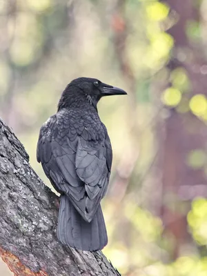 Ворон и ворона — самка и самец или разные птицы | Ваш Урок | Дзен