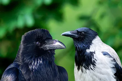 Вороны — что мы о них знаем и как они живут. Фото — Ботаничка