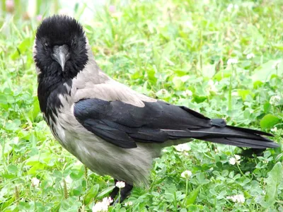В Новосибирском зоопарке появились птенцы абиссинского рогатого ворона -  РИА Новости, 28.04.2023