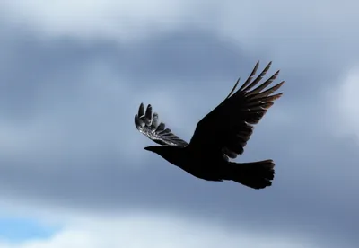 Раньше считалось, что на такое способен только человек: ворона может  оценить вес предмета, взглянув на него (Yle, Финляндия) (Yle, Финляндия) |  07.10.2022, ИноСМИ