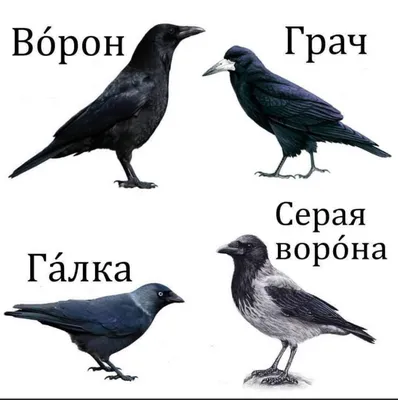 Картинки на тему #Ворона - в Шедевруме