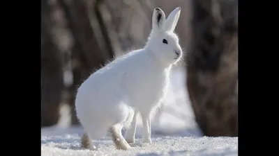 Как заяц зимой живёт - YouTube